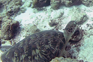 Franklin, green turtle, adopted by Mr et Mme Moreau Green turtle, Peak Crossing, Thila, Lhaviyani, Maldives. Image.