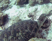 Green turtle, Peak Crossing, Thila, Lhaviyani, Maldives. Image.