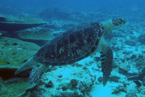 Terry, green turtle, adopted by Jennifer. Green turtle, Hithadhoo Corner, Laamu Atoll, Maldives. Image.