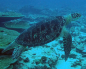 Green turtle, Hithadhoo Corner, Laamu Atoll, Maldives. Image.