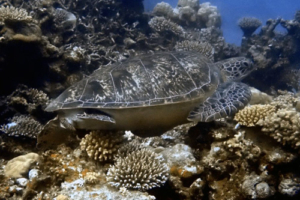Satey, green turtle, adopted by Sarah A Ibrahim Green turtle, Laama Faru Haa, Laamu Atoll, Maldives. Image.