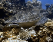 Green turtle, Laama Faru Haa, Laamu Atoll, Maldives. Image.