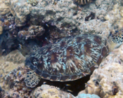 Green turtle, Olhuveli Reef, Laamu Atoll, Maldives. Image.