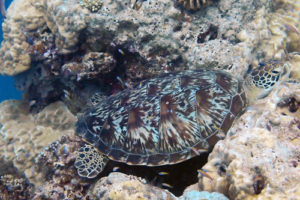 Maëlle, green turtle, adopted. Green turtle, Olhuveli Reef, Laamu Atoll, Maldives. Image.