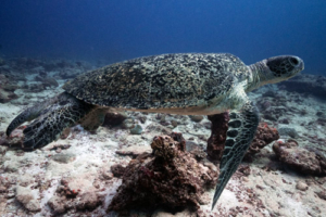 Subrahmanyam Pasumarty, green turtle, adopted by Subrahmanyam Pasumarty. Green turtle, Hithadhoo Corner, Laamu Atoll, Maldives. Image.