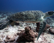 Green turtle, Hithadhoo Corner, Laamu Atoll, Maldives. Image.