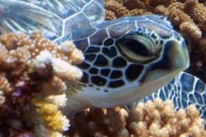 Nini, green turtle, adopted for Nini by Ronald Nicolaysen. Green turtle, Hithadhoo West, Laamu Atoll, Maldives. Image.