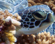 Green turtle, Hithadhoo West, Laamu Atoll, Maldives. Image.