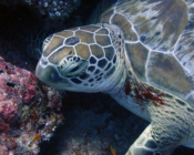 Green turtle, Kuredu Express, Lhaviyani, Maldives. Image.