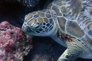 Cutie Pie, green turtle, adopted Green turtle, Kuredu Express, Lhaviyani, Maldives. Image.