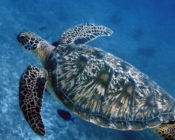 Green turtle, Kuredu Express, Lhaviyani Atoll, Maldives. Image.