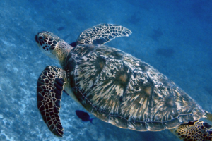 Pops The Swimmer, green turtle, adopted for Poppy. Green turtle, Kuredu Express, Lhaviyani Atoll, Maldives. Image.