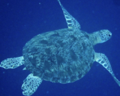 Green turtle, Latheef, Lhaviyani Atoll, Maldives. Image.