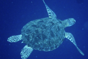 Marianne, green turtle, adopted for Marianne by Barbara Vassalli. Green turtle, Latheef, Lhaviyani Atoll, Maldives. Image.