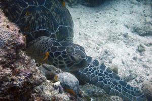 Harry Adams, green turtle, adopted for Michael by Monika Gaubyte. Name and adopt a sea turtle. Image.