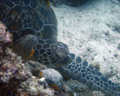 Name and adopt a sea turtle. Image.