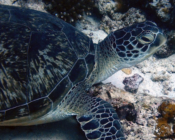 Green turtle, Peak Crossing Thila, Lhaviyani Atoll, Maldives. Image.