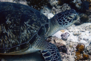 Amy, green turtle, adopted for Amy. Green turtle, Peak Crossing Thila, Lhaviyani Atoll, Maldives. Image.