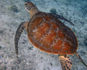 Green turtle, Peak Crossing Thila, Lhaviyani Atoll Maldives. Image.