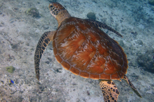 Balea, green turtle, adopted for Sarah by Hans. Green turtle, Peak Crossing Thila, Lhaviyani Atoll Maldives. Image.