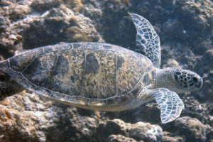 Sven, green turtle, adopted for Oscar by Victoria. Green turtle, Kuredu Corner, Lhaviyani Atoll, Maldives. Image.