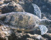 Green turtle, Kuredu Corner, Lhaviyani Atoll, Maldives. Image.