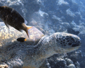 Green turtle, Kuredu Corner, Lhaviyani Atoll, Maldives. Image.