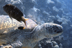 Amanda, green turtle, adopted by Miriam & Daniel Green turtle, Kuredu Corner, Lhaviyani Atoll, Maldives. Image.