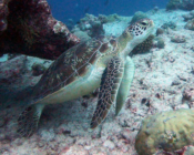 Green turtle, Olhuveli Point, Laamu Atoll. Maldives. Image.