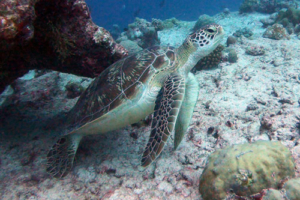 Equals, green turtle, adopted for Jasmin by Ella. Green turtle, Olhuveli Point, Laamu Atoll. Maldives. Image.