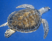 Green turtle, Olhuveli Reef, Laamu Atoll, Maldives. Image.