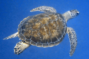 Bernie, green turtle, adopted for Bernard. Green turtle, Olhuveli Reef, Laamu Atoll, Maldives. Image.