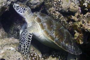 Mozart, green turtle, adopted by Katja, Paul & Christian. Green sea turtle, Olhuveli Seagrass, Laamu Atoll, Maldives. Image.