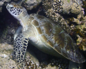 Green sea turtle, Olhuveli Seagrass, Laamu Atoll, Maldives. Image.