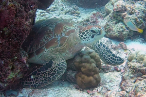 Flippy, green turtle, adopted for Christian. Green turtle, Kuredu Express, Lhaviyani Atoll, Maldives.Image.