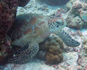 Green turtle, Kuredu Express, Lhaviyani Atoll, Maldives.Image.