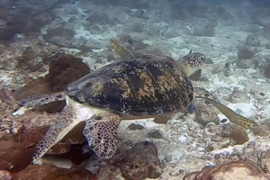 Romeo, green turtle, adopted by Karola & Rudolf Haase Green turtle, Peak Crossing Thila, Lhaviyani Atoll, Maldives. Image.