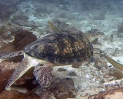 Green turtle, Peak Crossing Thila, Lhaviyani Atoll, Maldives. Image.