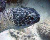 Green turtle, Coral Garden, Lhaviyani Atoll, Maldives. Image.