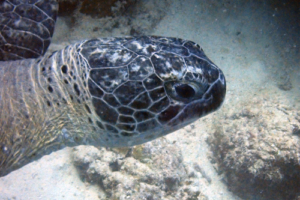 Heidi, green turtle, adopted for Eva-Maria Meier. Green turtle, Coral Garden, Lhaviyani Atoll, Maldives. Image.