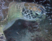 Green turtle, Coral Garden, Lhaviyani Atoll, Maldives. Image.