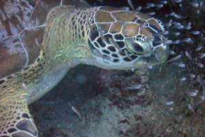 Zenta, green turtle, adopted for Amanda by Victoria. Green turtle, Coral Garden, Lhaviyani Atoll, Maldives. Image.