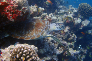 Nura, green turtle, adopted for Luana Nura by Tim Mayer. Green turtle, Coral Garden, Lhaviyani Atoll, Maldives. Image.
