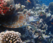 Green turtle, Coral Garden, Lhaviyani Atoll, Maldives. Image.
