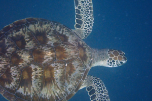 Kirsten, green turtle, adopted in the memory of Kirsten by The Hill Family. Green turtle, Coral Garden, Lhaviyani Atoll, Maldives. Image.
