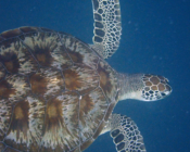 Green turtle, Coral Garden, Lhaviyani Atoll, Maldives. Image.