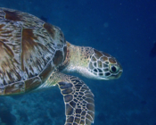 Green turtle, Kuredu Express, Lhaviyani Atoll, Maldives. Image.