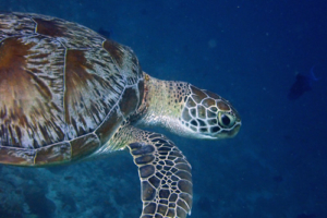 Julia, green turtle, adopted for Julia by Christine. Green turtle, Kuredu Express, Lhaviyani Atoll, Maldives. Image.