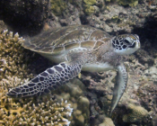 Green turtle, Olhuveli Reef, Laamu Atoll, Maldives. Image.