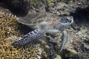 Aphrodite, green turtle, adopted for Bryony. Green turtle, Olhuveli Reef, Laamu Atoll, Maldives. Image.